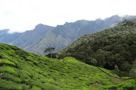 Paysage typique de la région de Munnar- Inde - 