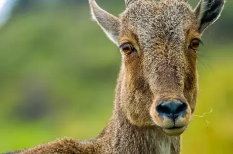 Le Nilgiri Tahr au Parc Eravikulam à Munnar - Inde - 