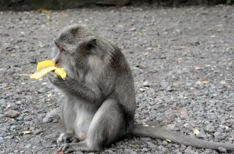 Macaque vers Ubud, Bali - Indonésie