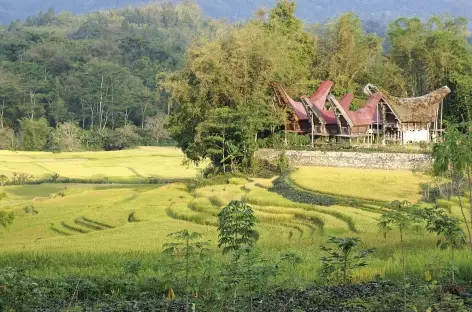 Village traditionnel toraja, Sulawesi - Indonésie