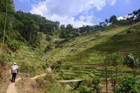 Trek entre Lempong et Banba, Pays Toraja, Sulawesi - Indonésie