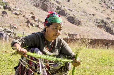 Préparation des cordages pour les foins - Kirghizie