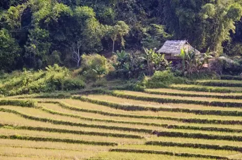 Paysage de rizière - Laos