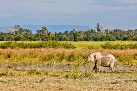 Rencontre avec les éléphants - Laos