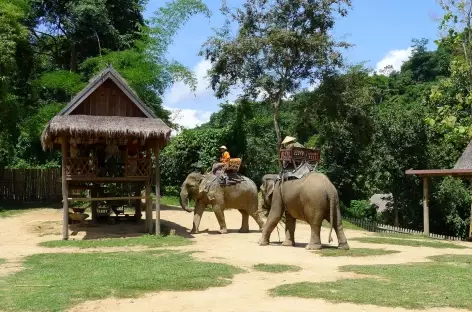 Balade à dos d'éléphants - Laos