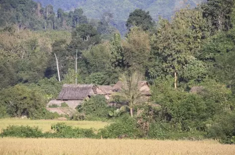 Paysage de rizières entre Luang Nam Tha et Muang Khua - Laos