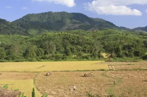 Paysage de rizières entre Luang Nam Tha et Muang Khua - Laos