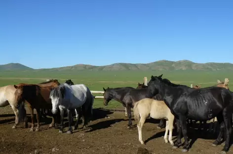 Chevaux mongols - Mongolie