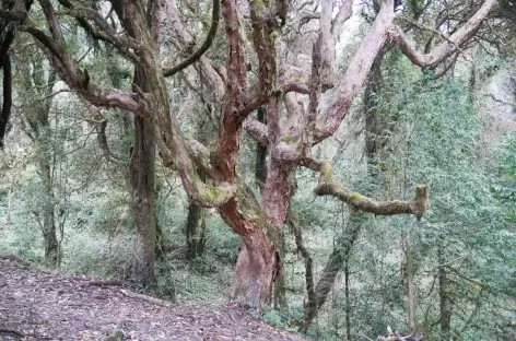 Forêt entre Gandrung et Tadapani