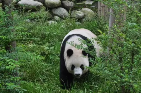 Panda de Chengdu - Chine