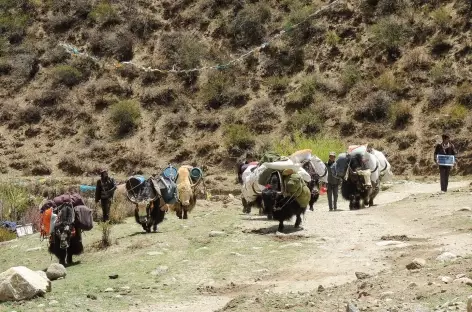 Arrivée des Yaks - Tibet