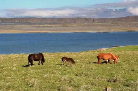 Littoral sauvage le long de la péninsule de Vatnsnes - Islande