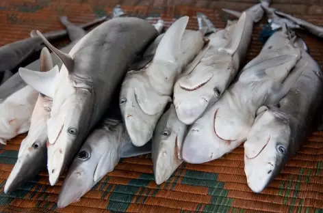 Souk aux poissons de Muttrah - Oman
