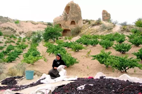 Dans la vallée Rouge, récolte du raisin (septembre), Cappadoce - Turquie