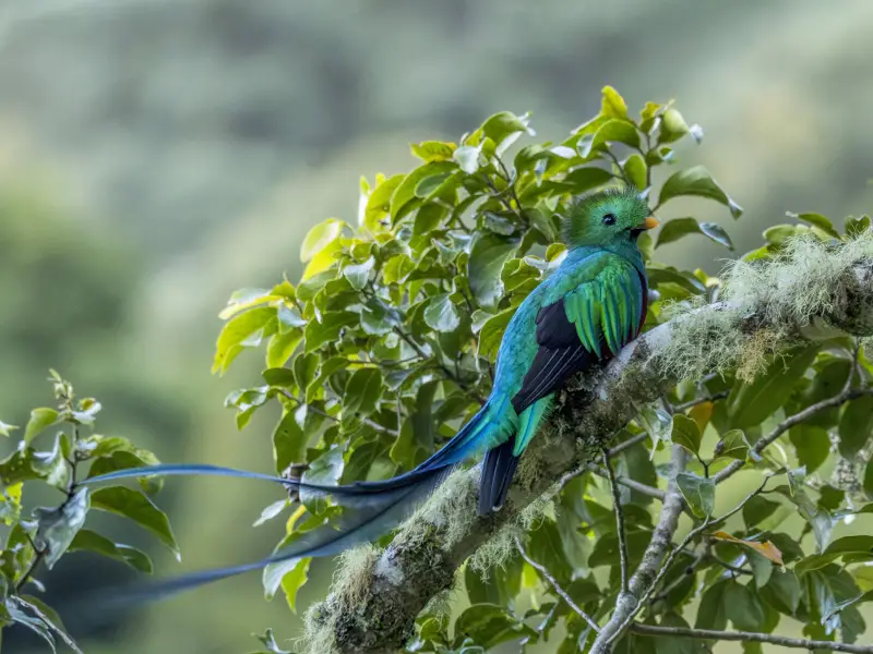 Voyages au Costa Rica