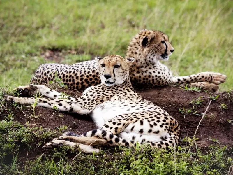 Guépards au Masai Mara - Kenya, &copy; Julien Erster - TIRAWA 
