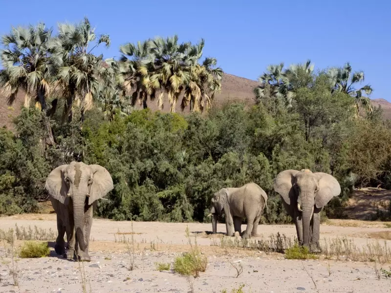 Eléphants du désert - Namibie, &copy; Julien Erster - TIRAWA 