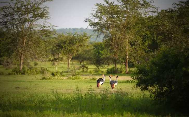 Voyages sur-mesure avec Tirawa : Ouganda