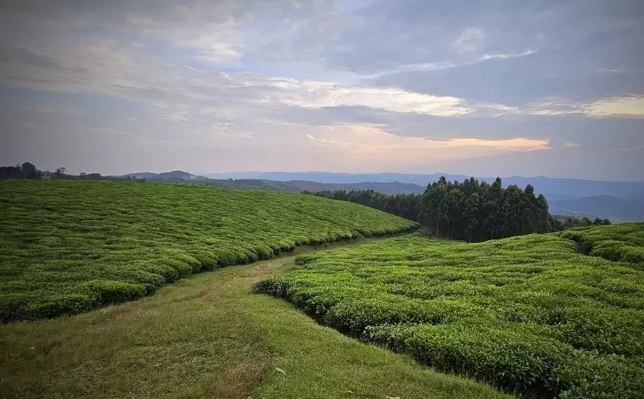 Voyages sur-mesure avec Tirawa : Rwanda