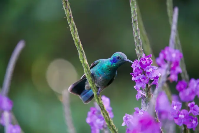 Voyage Vivre des vacances florissantes