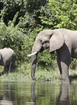 Volcans, Lacs et Gorilles d’Ouganda : Ouganda