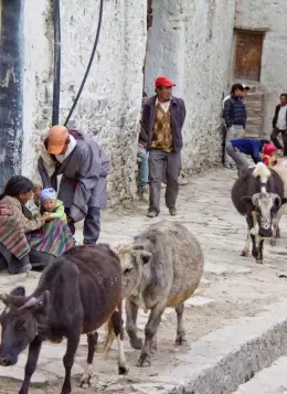Couleurs du Mustang : Népal