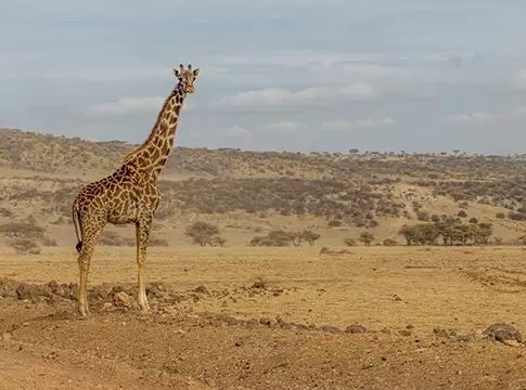 Actualité Tirawa : [Replay Vidéoconférence] Tanzanie- Kenya, l’aventure d’une vie entre faune sauvage, ethnies traditionnelles et paysages spectaculaires
