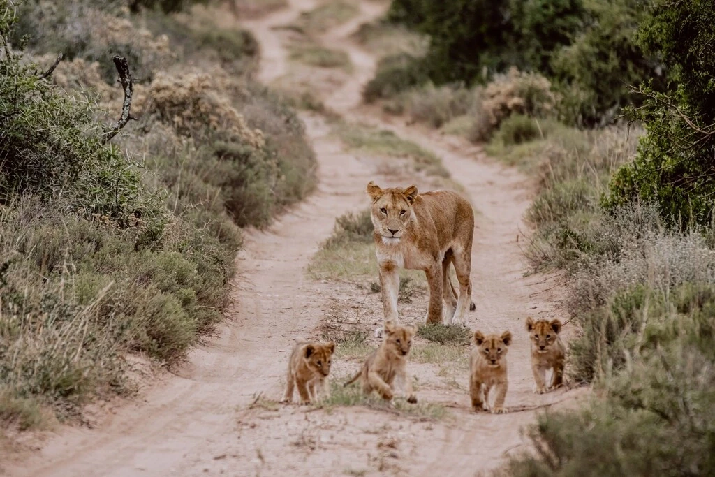 Les Incontournables d'Afrique du Sud du Kruger au Cap