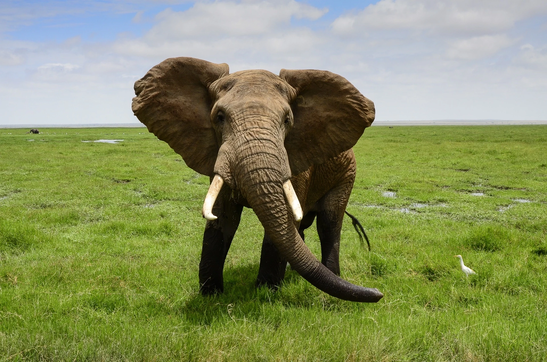 Découverte des Big 5 au Kenya