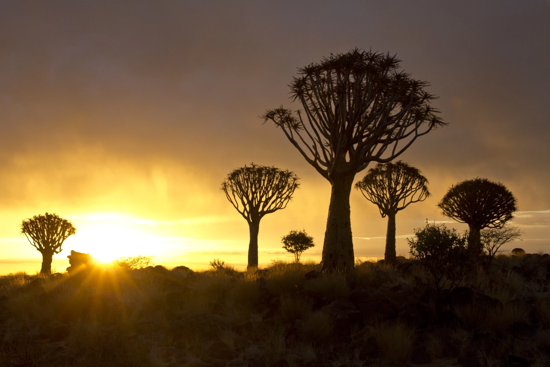 Kalahari, Fish River et Namib