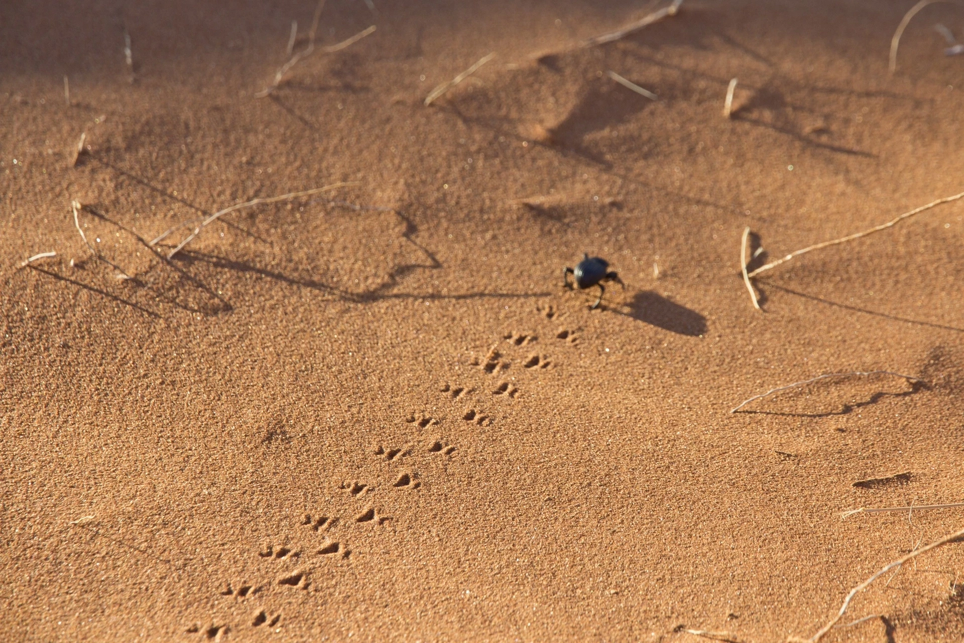 Sur les Sentiers de Namibie