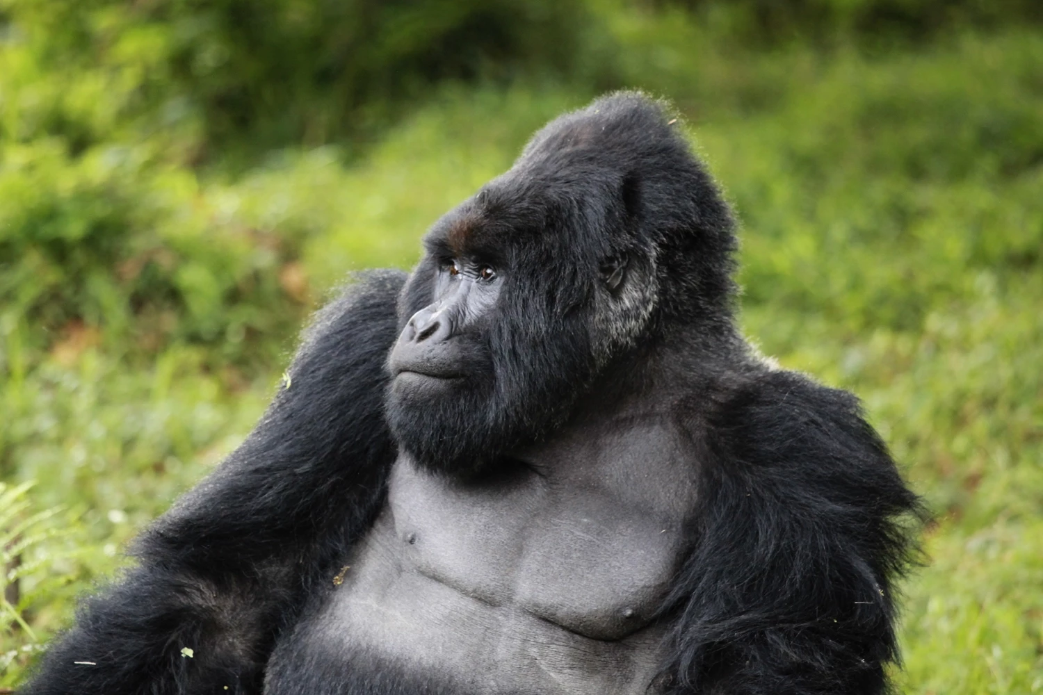 Volcans, Lacs et Gorilles d’Ouganda