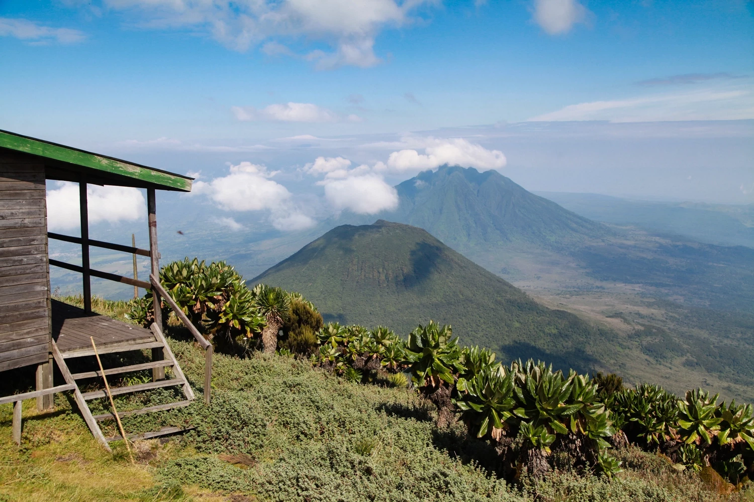 Primates d’Ouganda et Volcans Virunga