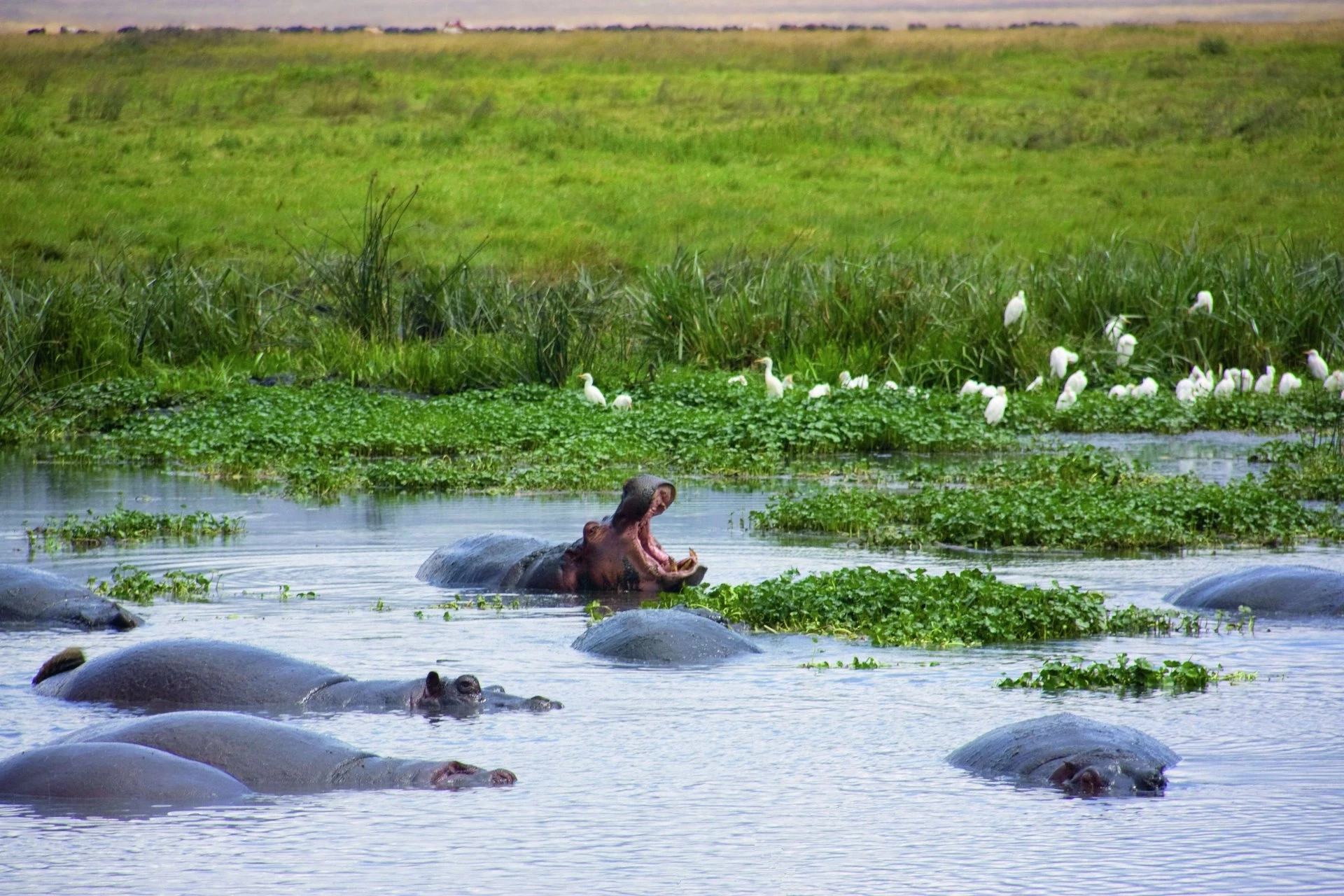 Tanzanie, Terre de Safari