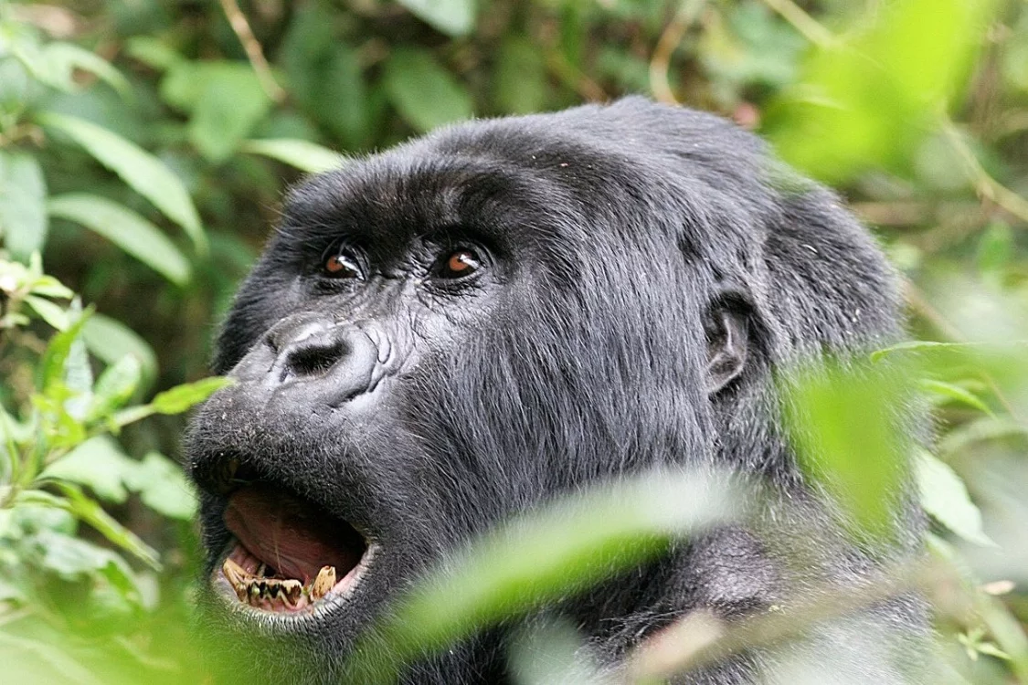 Gorilles et Chimpanzés d'Ouganda