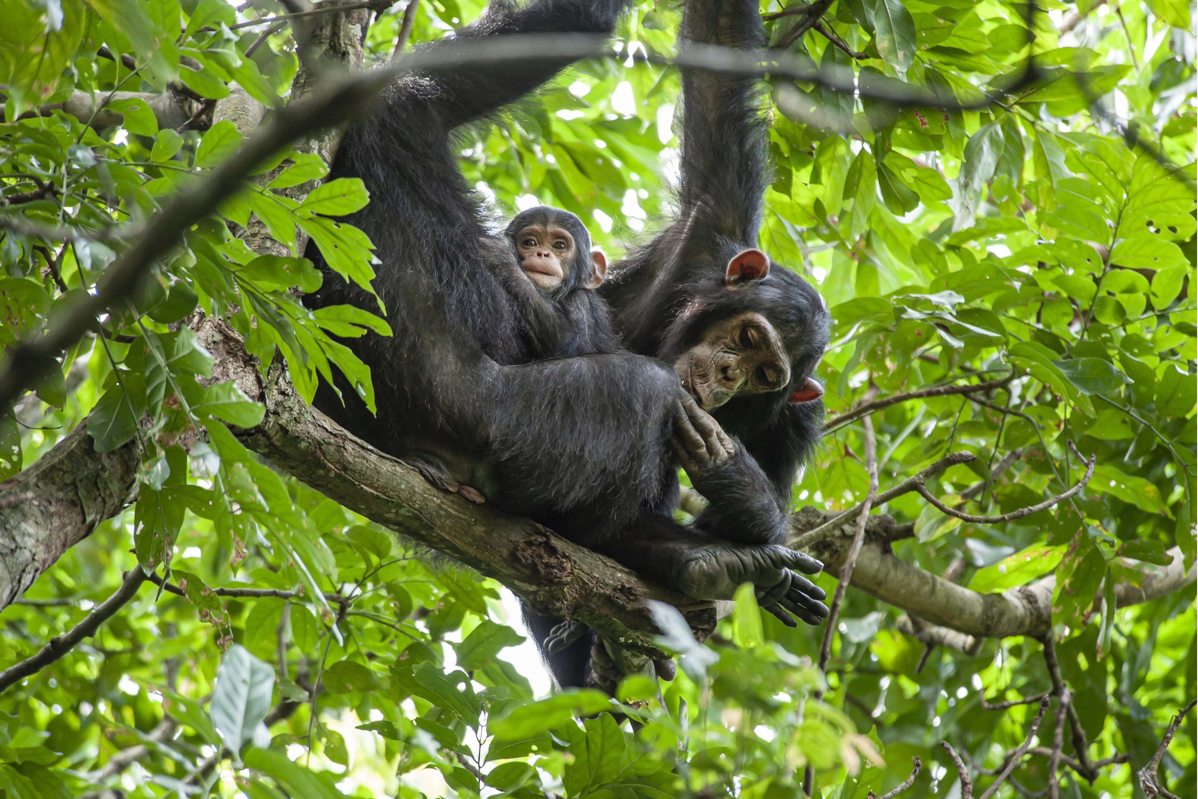 Grand Tour de la Tanzanie