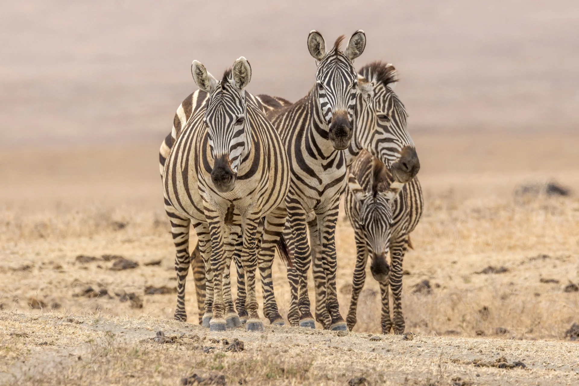 Les Plus Beaux Safaris de Tanzanie