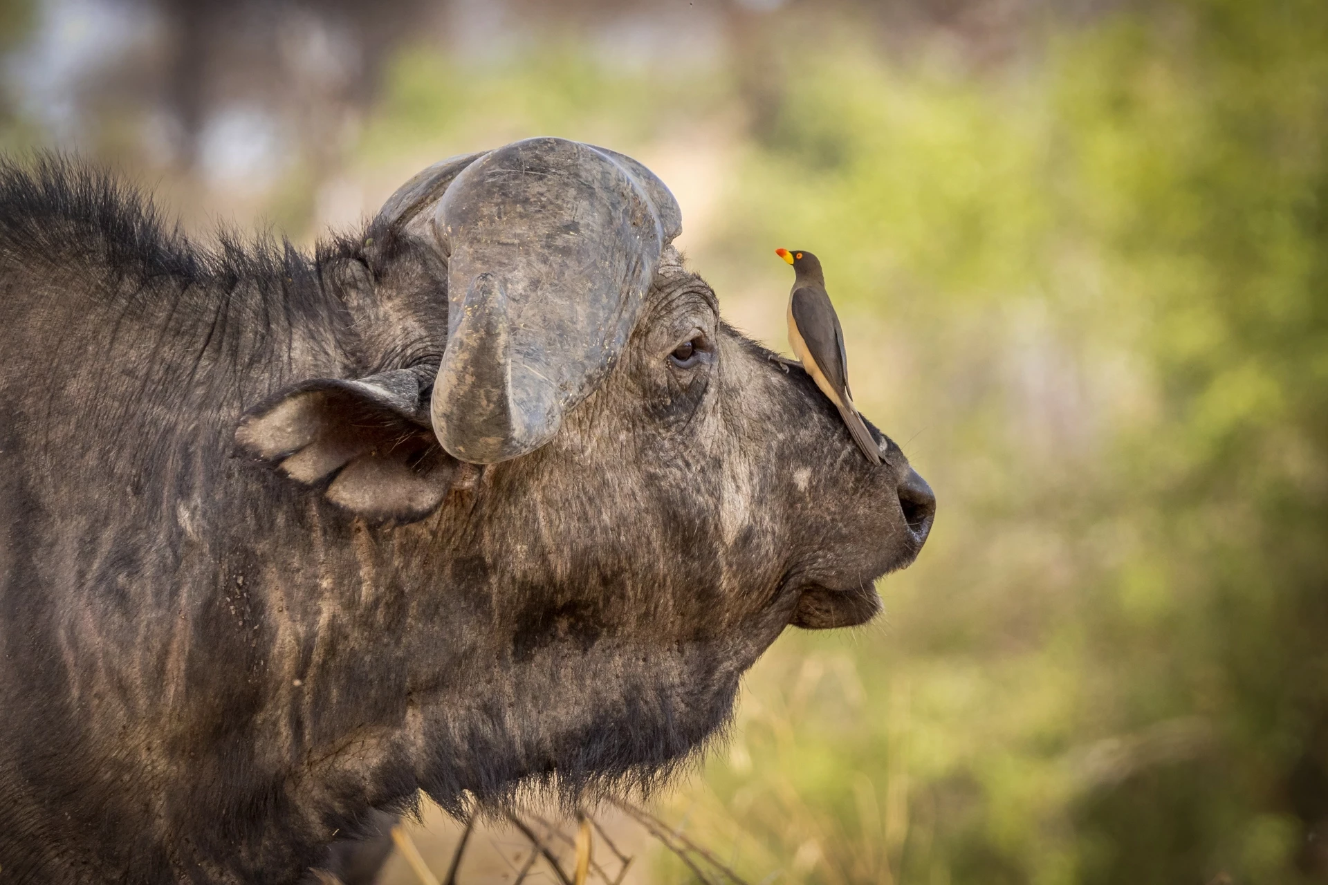 Balade et Safari en Tanzanie