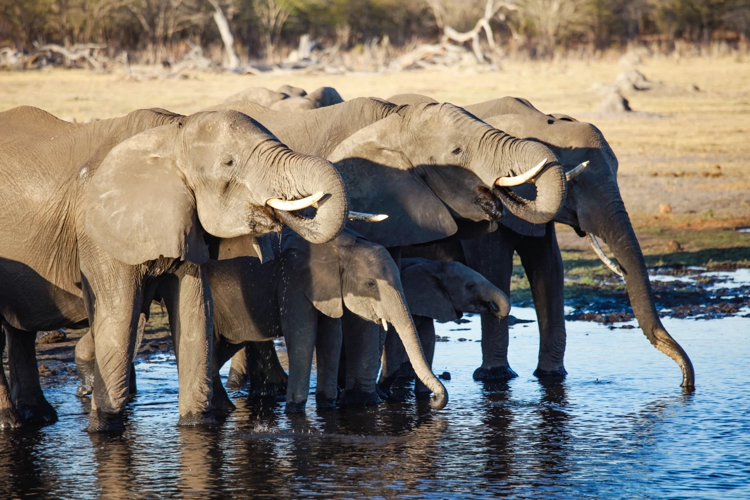 Trésors du Zimbabwe