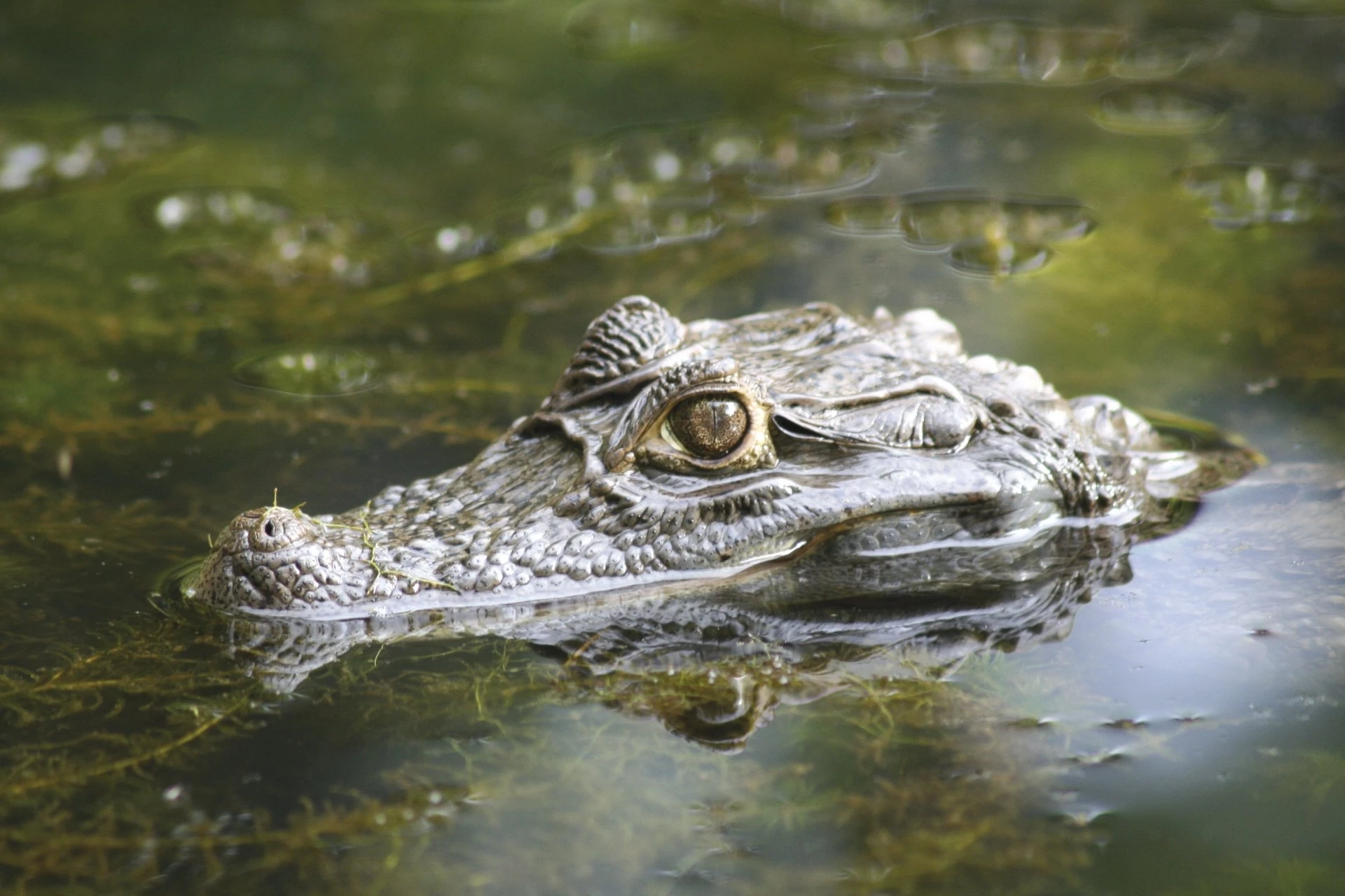 Pure Nature du Costa Rica