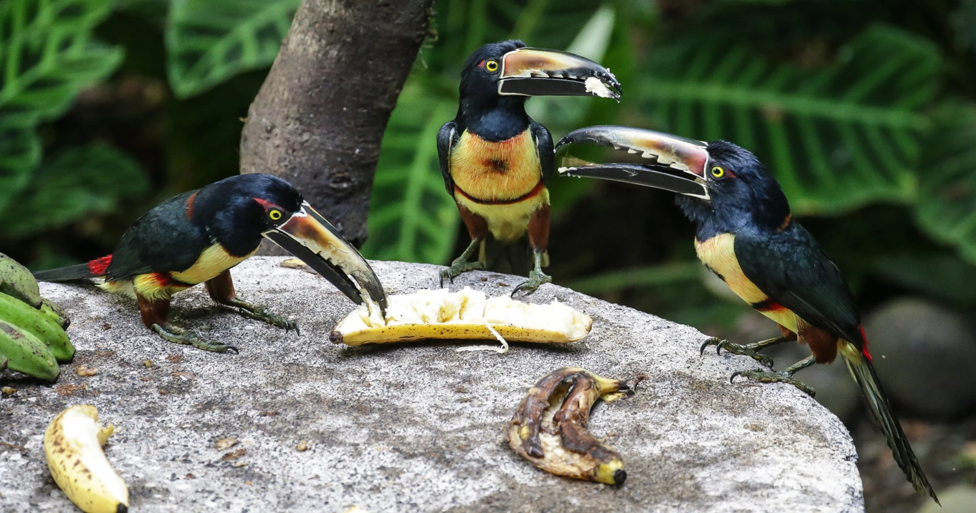 En Famille au Costa Rica