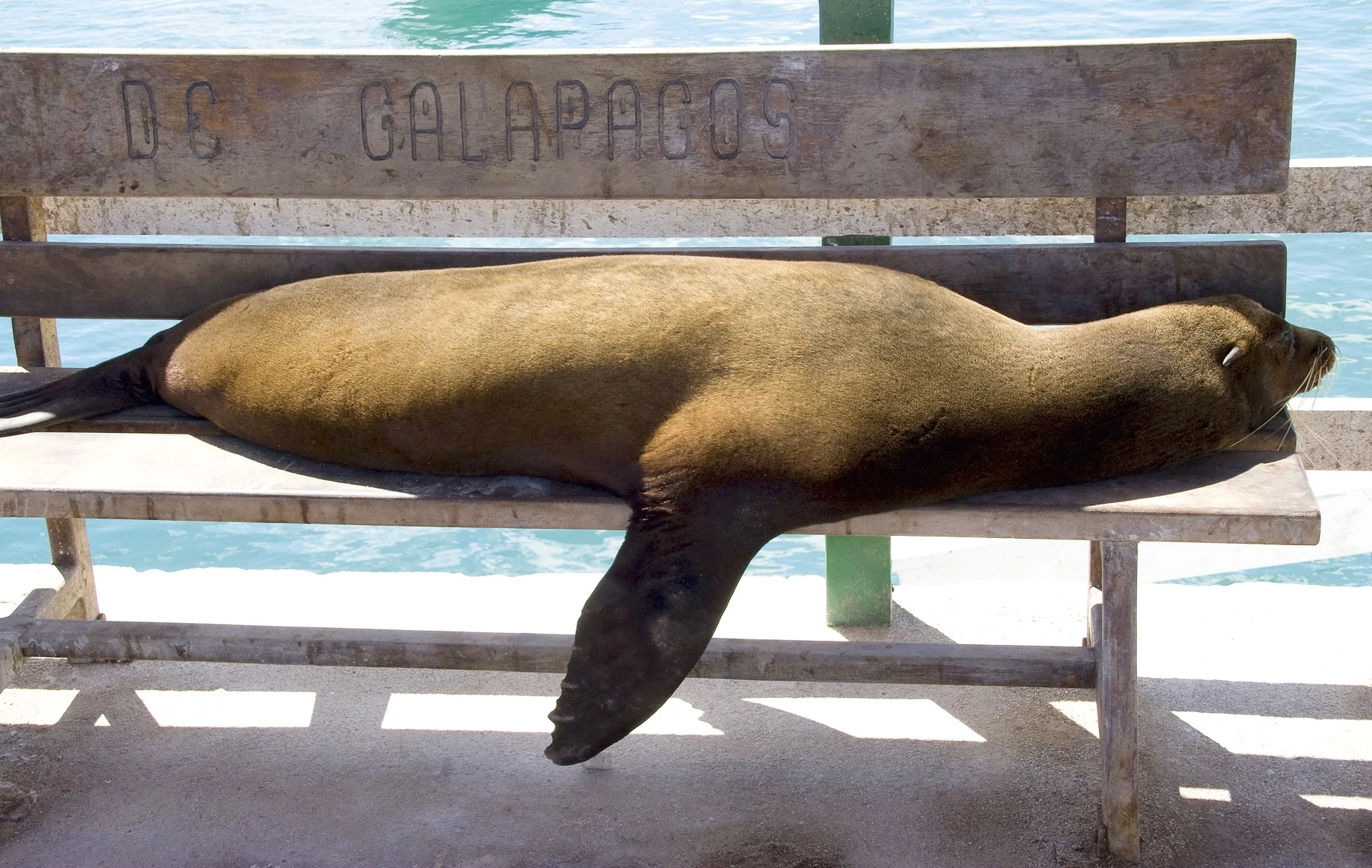 Escapade au Galapagos en Catamaran