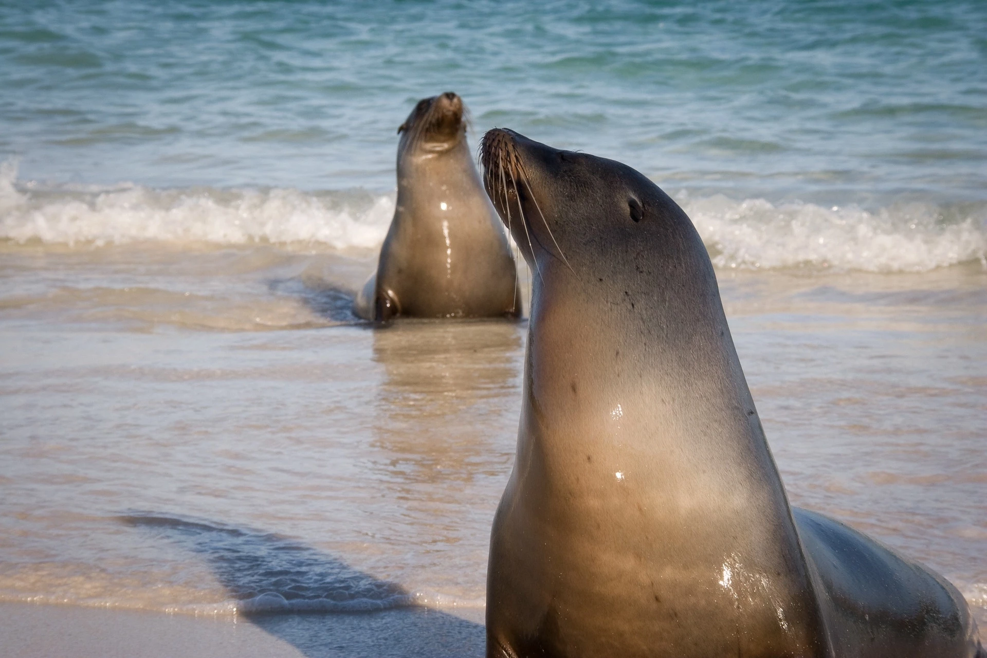 Des Andes aux Galapagos