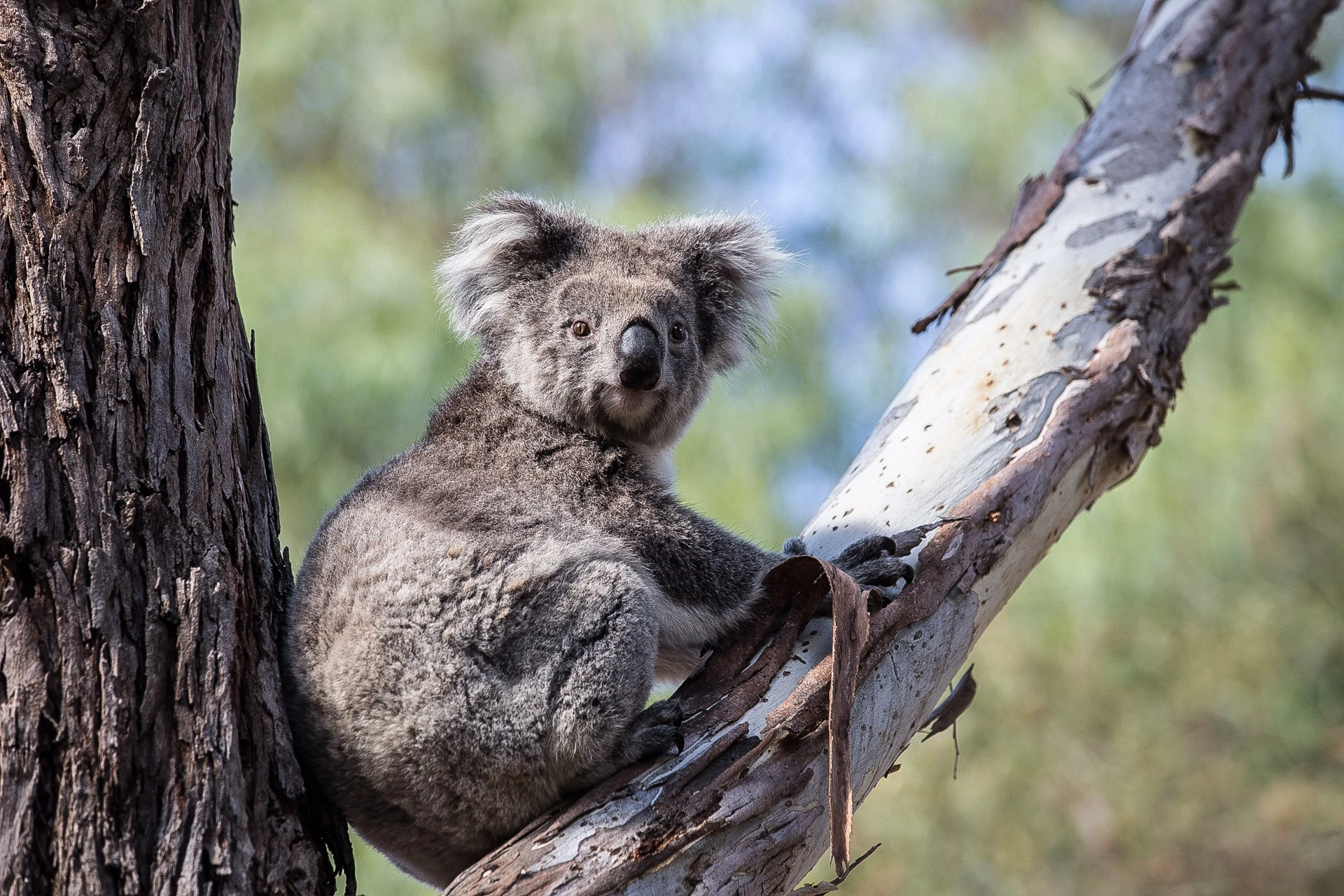 Premier Voyage en Australie de Sydney à Cairns