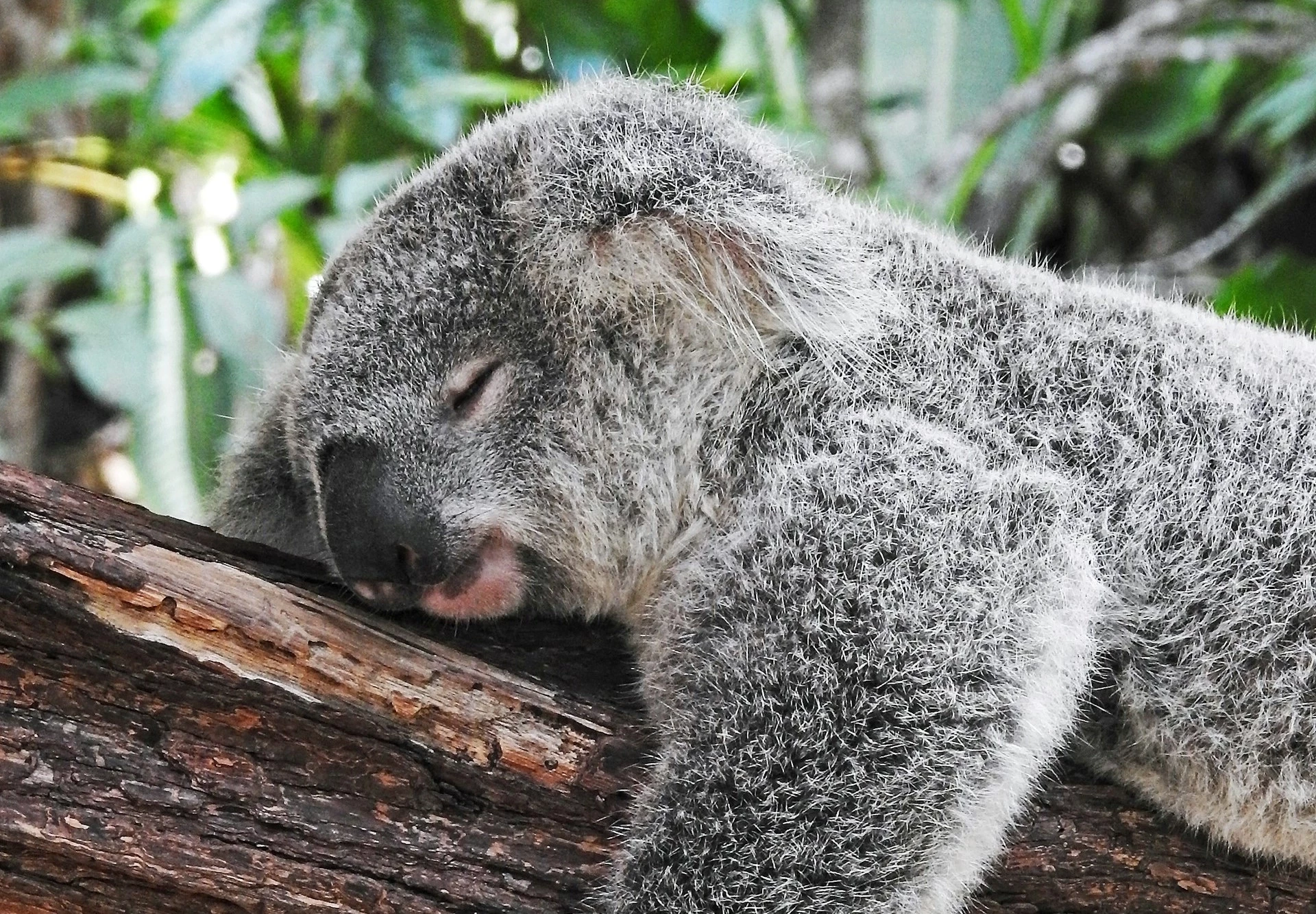 Cartes Postales d'Australie