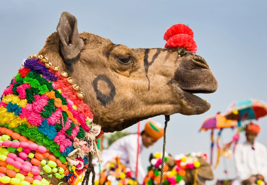 Rajasthan, Festival de Pushkar