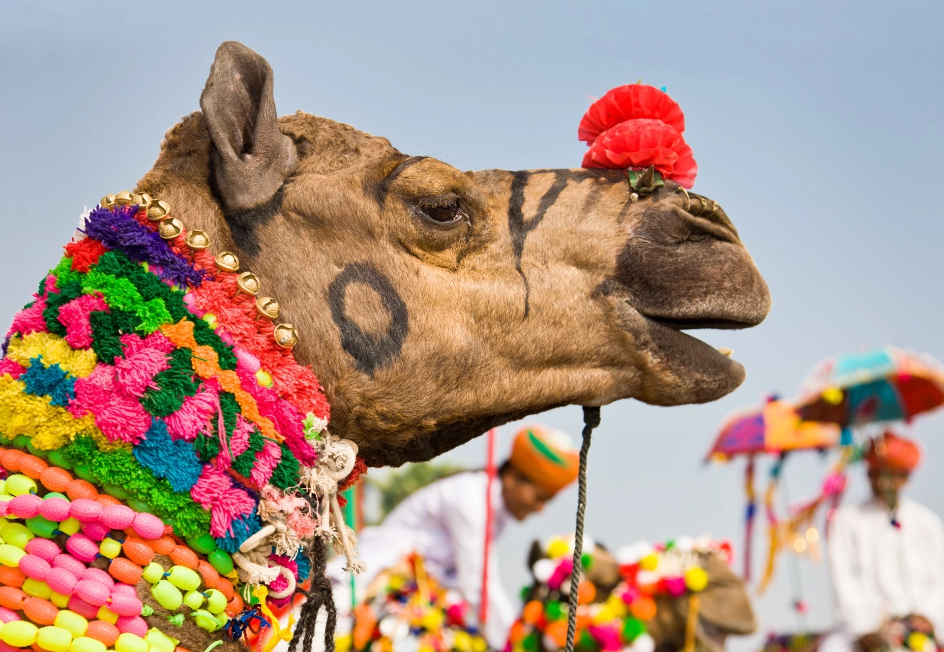 Rajasthan, Festival de Pushkar