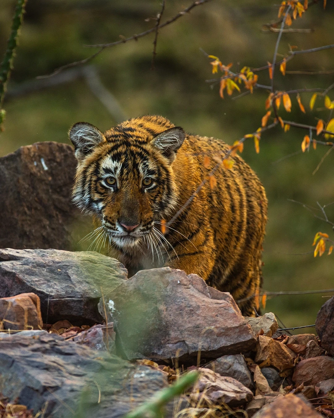 Des Tigres et Un Taj Mahal, Un autre Voyage au Rajasthan