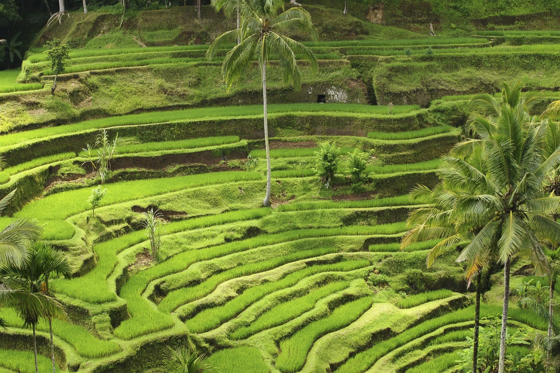 Bali, Rando sur l'Ile des Dieux