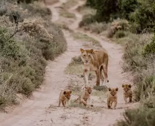 Les Incontournables d'Afrique du Sud du Kruger au Cap : Afrique du Sud